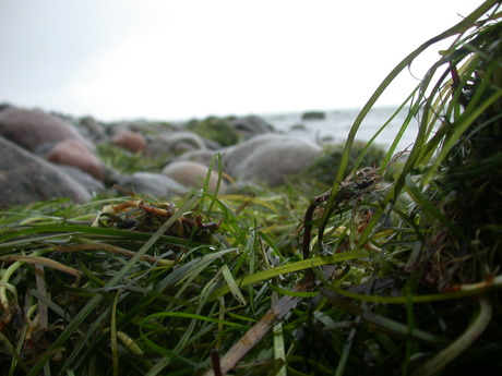 Seagrass provides blue carbon reserve 