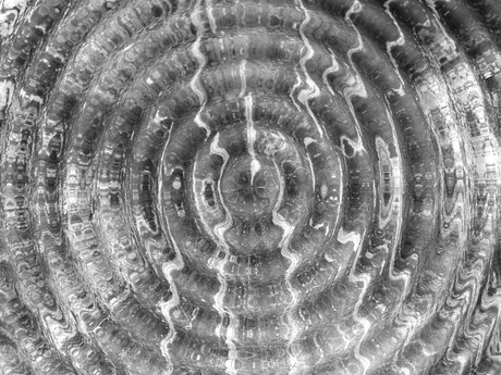 Microalgae, bacteria and a bioreactor Microalgae, bacteria and a bioreactor