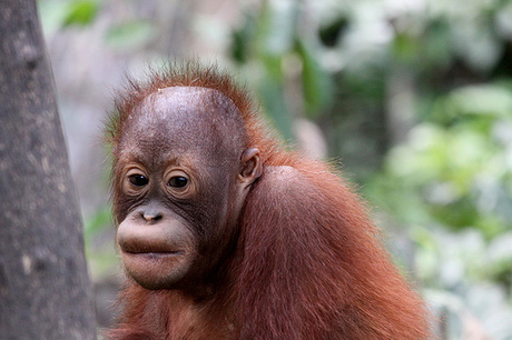 Mobile app won&#39;t leave orangutans swinging
