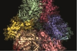 Proteomics promises vaccine for pig pneumonia