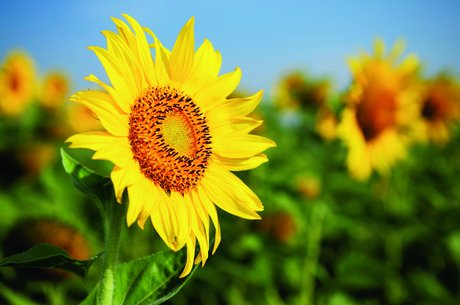 How green is my strategy?