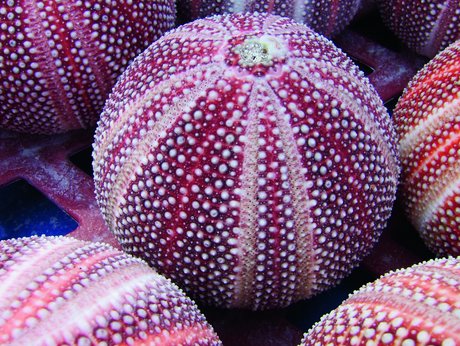 Vesicular &#39;omics&#39;