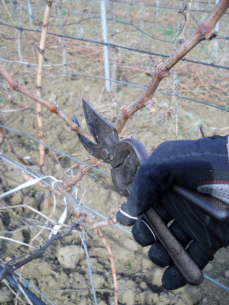 Applications landscapes need pruning: Capgemini