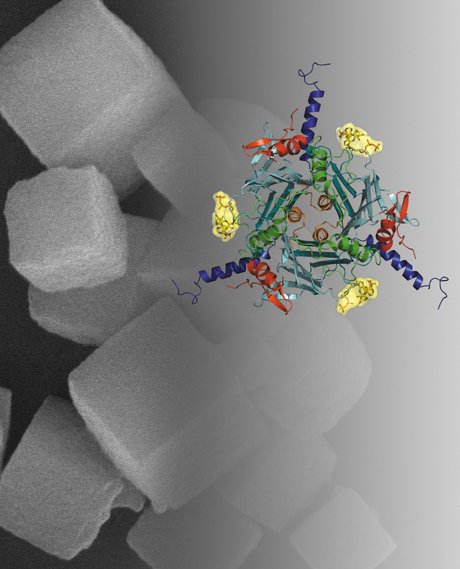 The many faces of viral research The many faces of viral research