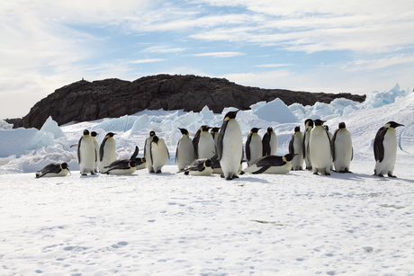 The fall of emperor penguins The fall of emperor penguins