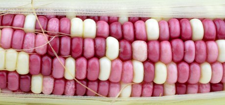 Of chemistry, cloning and corn