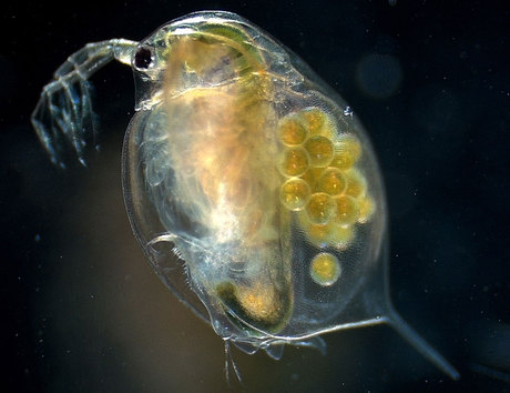Water fleas have genetically adapted to climate change