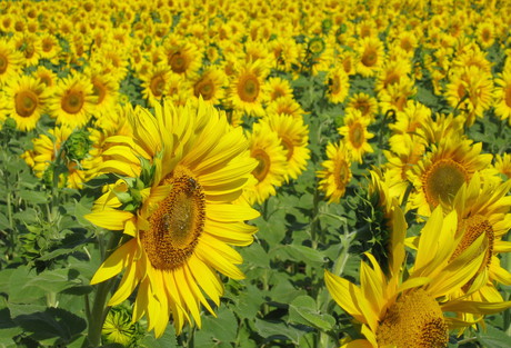Sunflowers: source of stability in proteins Sunflowers: source of stability in proteins