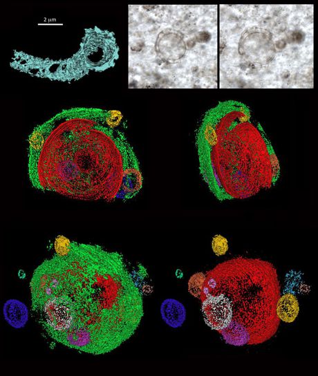Mythbusting with microfossils Mythbusting with microfossils