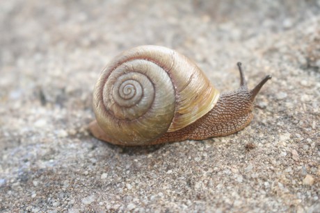 New species of snail discovered New species of snail discovered