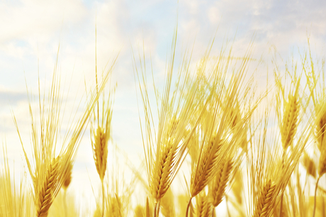 Grain quality through the looking glass