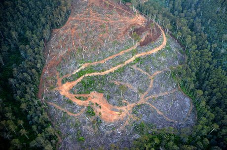 New RET legislation allows burning of native forests