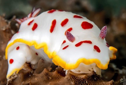 Sea slug census is on this Saturday Sea slug census is on this Saturday