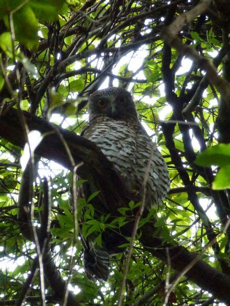 Parramatta River home to a diverse range of fauna