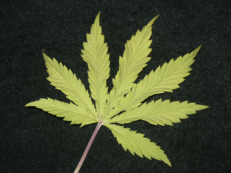 SCU aims to secure its involvement in cannabis research