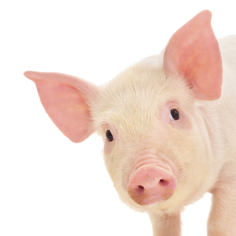 UK pork tests positive for MRSA