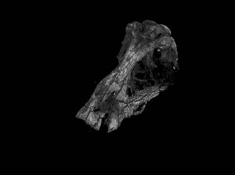 Get inside the head of a <em>T. rex</em> Get inside the head of a <em>T. rex</em>