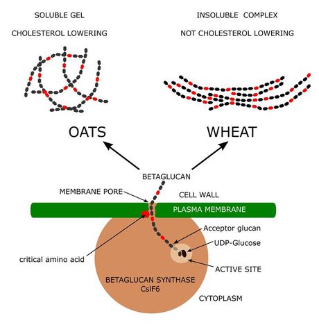 Roll over porridge: wheat could rival oats and barley for lowering cholesterol