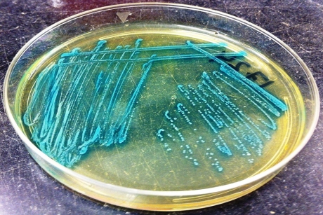 Produce safety enhanced by timing harvesting