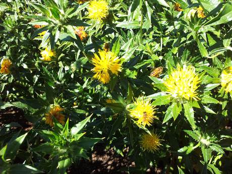 Industrial applications for safflower oil Industrial applications for safflower oil