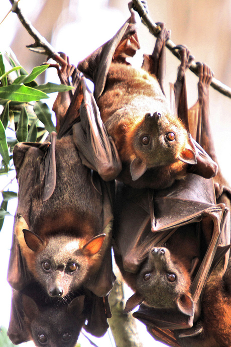 More research into animal diseases needed More research into animal diseases needed