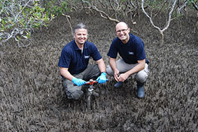 The history of carbon sequestration hidden in mangroves