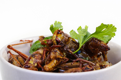 Would you like crickets with that? Or why insects could be the next protein source on your plate