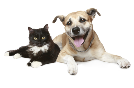 Food processing for chubby pets Food processing for chubby pets