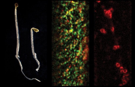 How plants cope with a salty environment