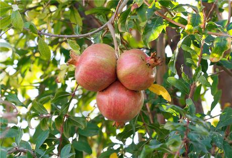 Harnessing the power of the pomegranate