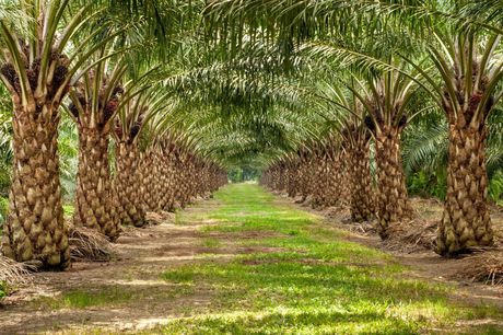 Bad karma is causing million-dollar oil palm crop failures