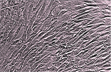 Lonza's enhanced human MSCs Lonza's enhanced human MSCs