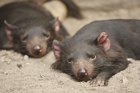 Trialled in the wild &mdash; the Tasmanian devil vaccine