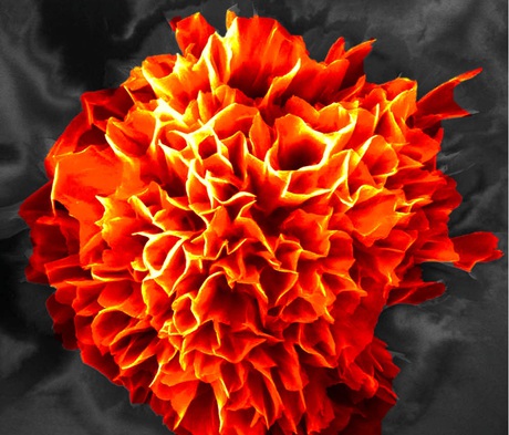Self-assembling microflowers open new electronic frontiers Self-assembling microflowers open new electronic frontiers