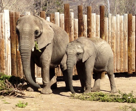 Why don't elephants get cancer? Why don't elephants get cancer?