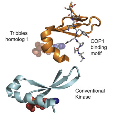 3D imaging a cancer protein