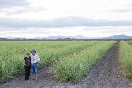 How are Coca-Cola and cane farmers saving the Great Barrier Reef?