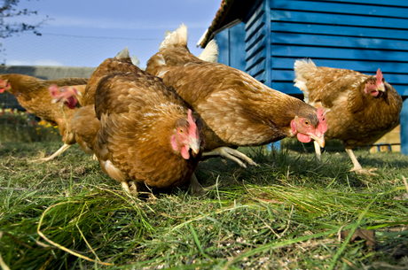 Food safety &mdash; from farm to fork