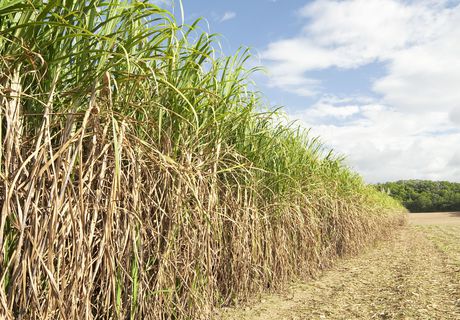 Monitoring biomass combustion