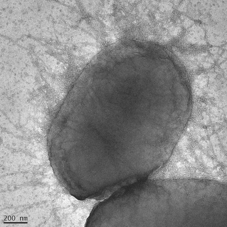 The genetics behind <em>Salmonella</em>&#39;s host specificity