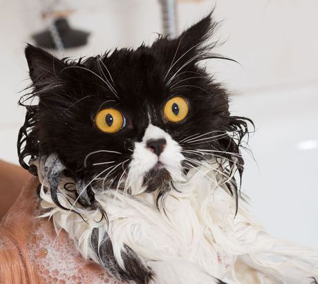 No need to look startled &mdash; cleaning and sanitation in food processing areas just needs good planning