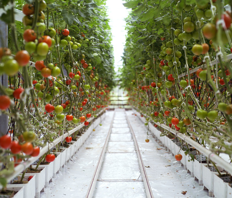 Vegetable growers lax over safety with mobile plant and hazardous substances