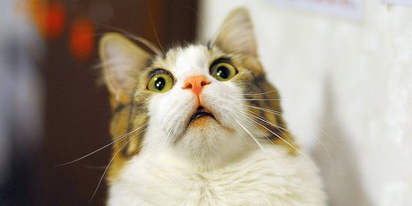 Cat spam reveals weaknesses; Dell shipped PCs with in-built dangers; Don&#39;t walk and text