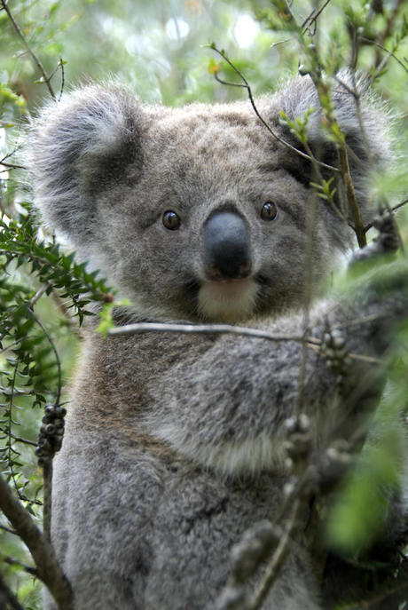 Australia's cities can conserve threatened wildlife Australia's cities can conserve threatened wildlife