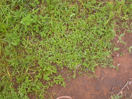 Plant enzyme to make better medicines Plant enzyme to make better medicines