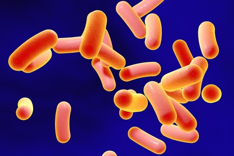 The stunning diversity of gut bacteria The stunning diversity of gut bacteria