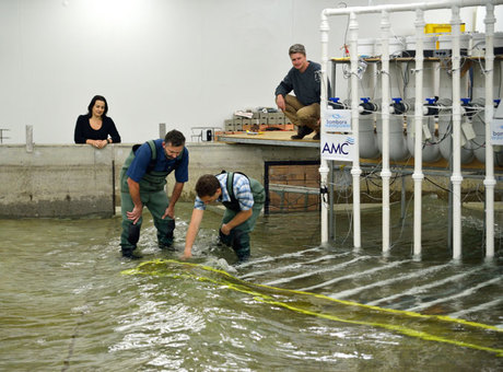 Study to uncover wave energy converter costs