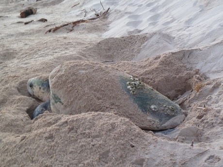 How reptile embryos cope with climate change How reptile embryos cope with climate change