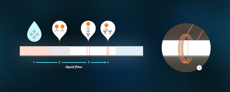 A biosensor test strip based on magnetic nanoparticles A biosensor test strip based on magnetic nanoparticles
