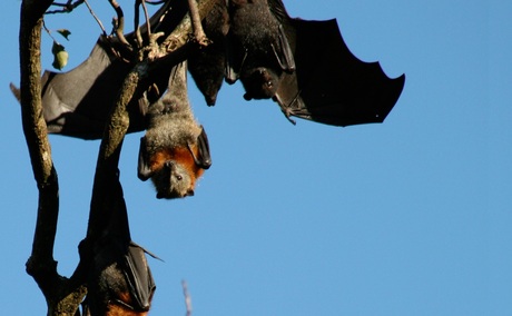 What makes bats immune to lethal diseases?